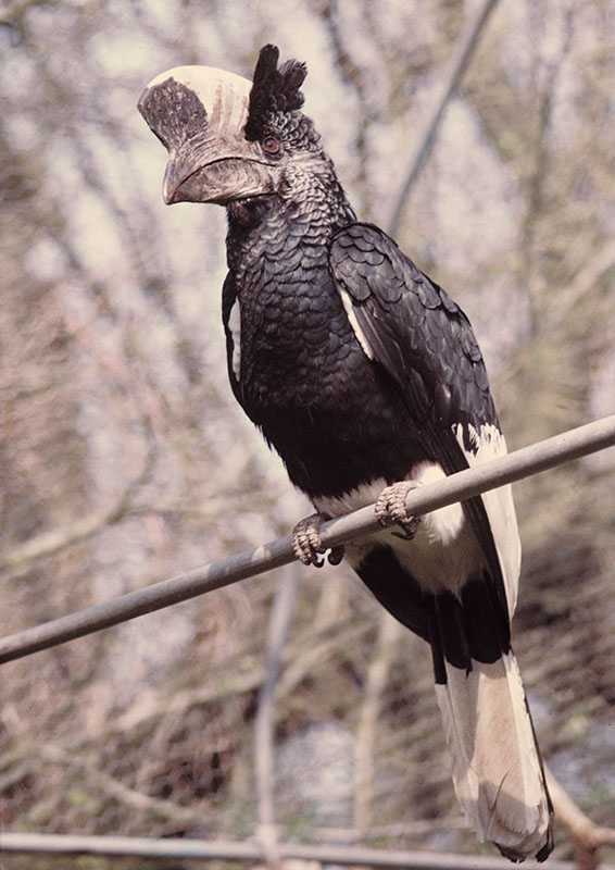 Black and white casqued hornbill at Rode 1974
