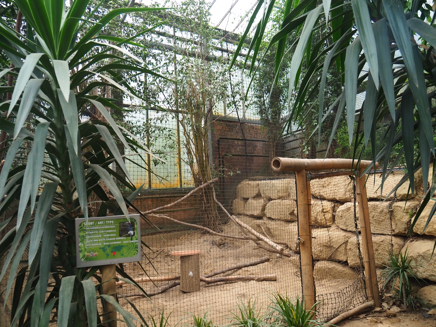 Black-and-white casqued hornbill aviary (Aug 28th, 2018)