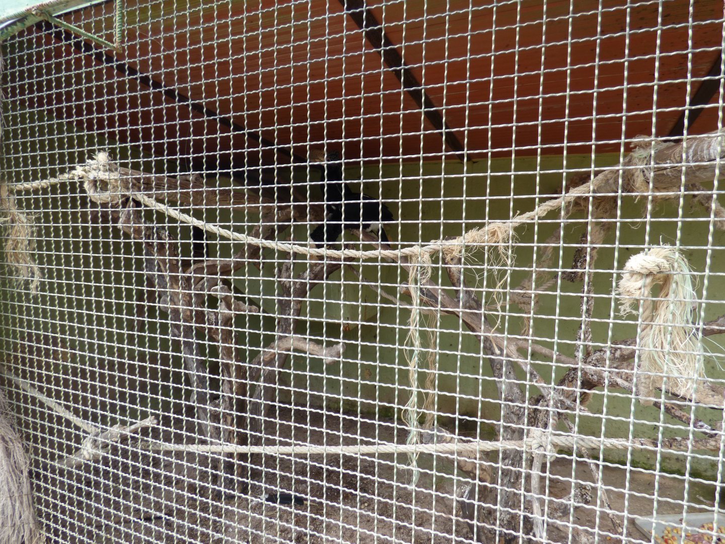 Black-and-White Casqued Hornbill Aviary