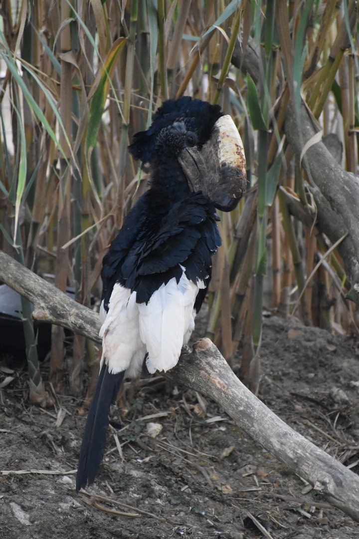 Black-and-white-casqued Hornbill - Bycanistes subcylindricus