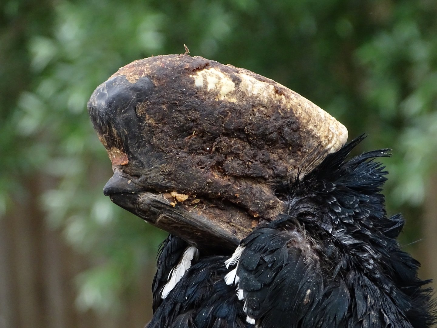 Black-and-white-casqued hornbill (Bycanistes subcylindricus)