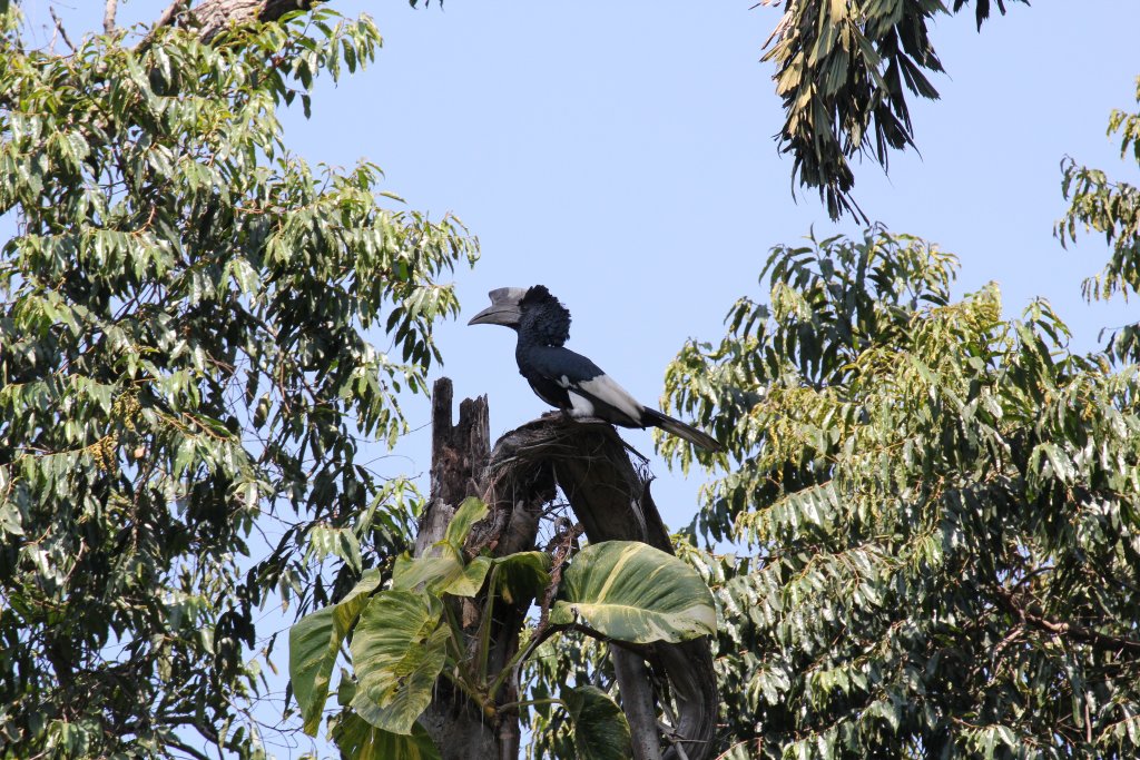 Black-and-White Casqued Hornbill male