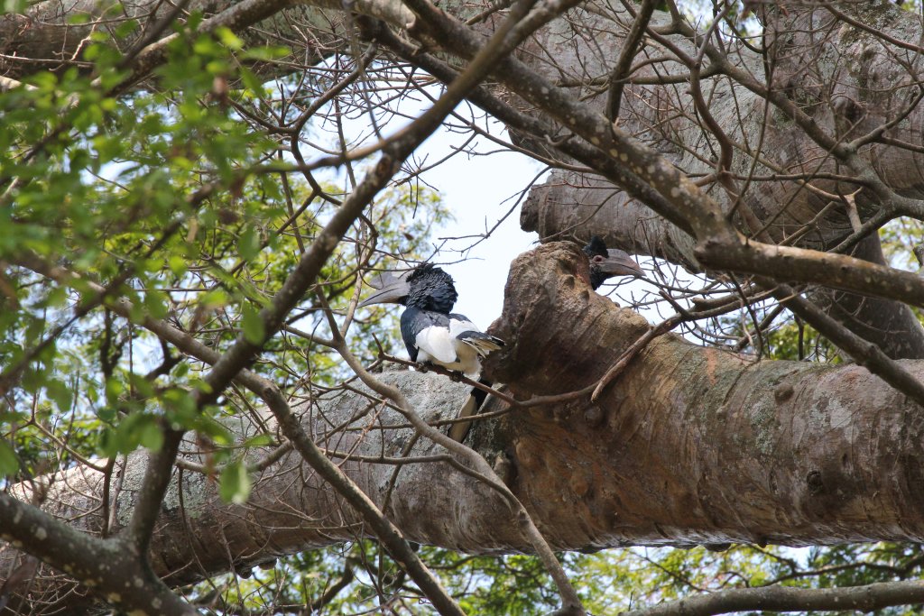 Black-and-White Casqued Hornbill pair