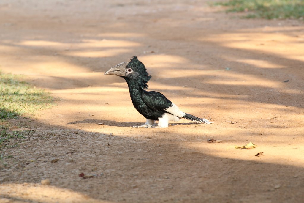 Black-and-white Casqued Hornbill - wild bird