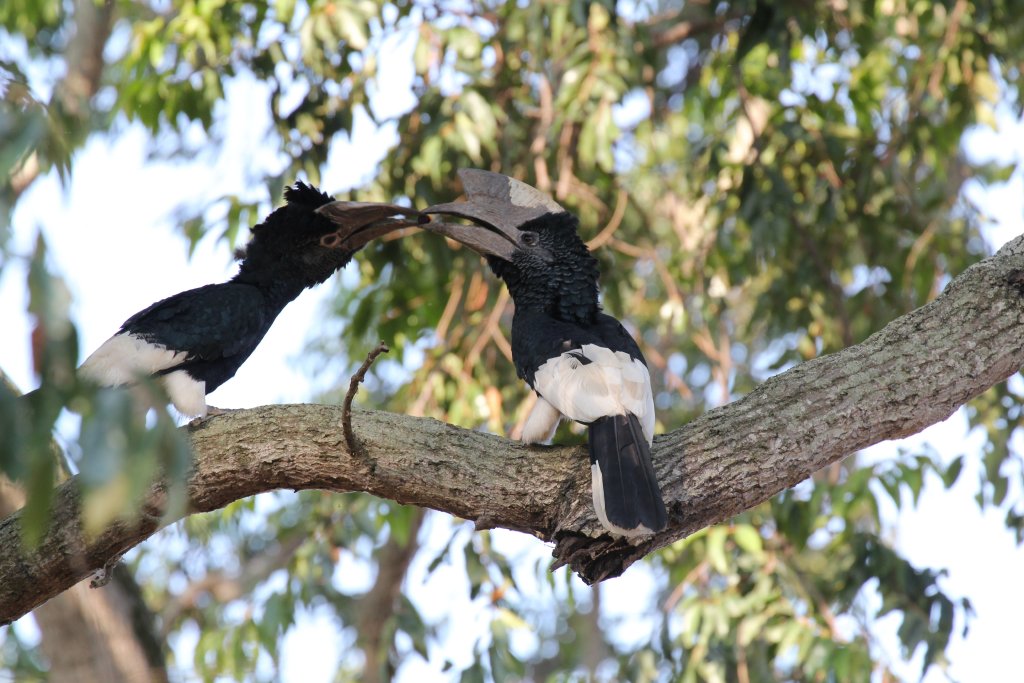 Black-and-white Casqued Hornbill - wild bird