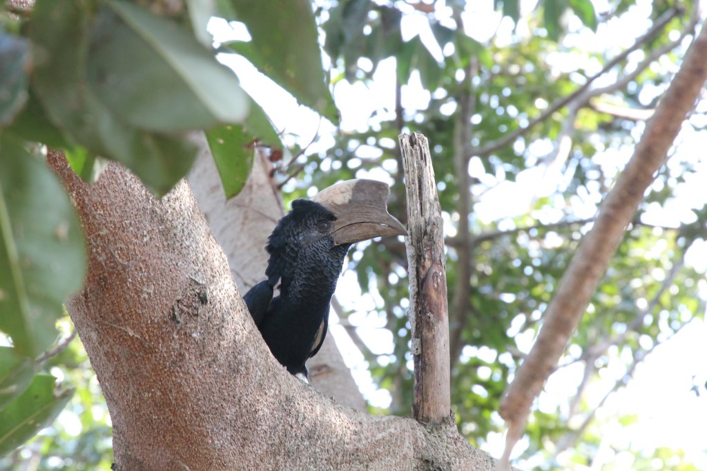 Black-and-White Casqued Hornbill