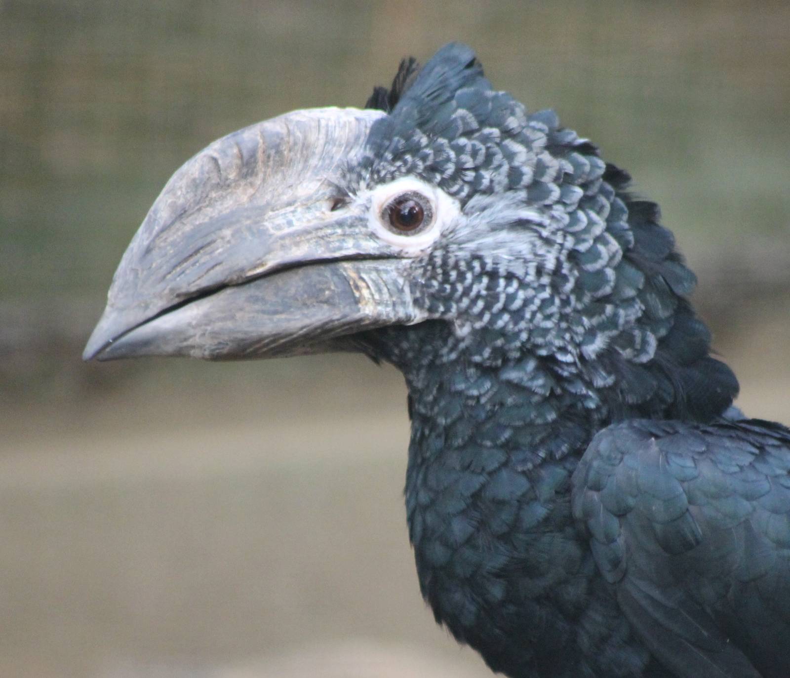 Black and white casqued hornbill