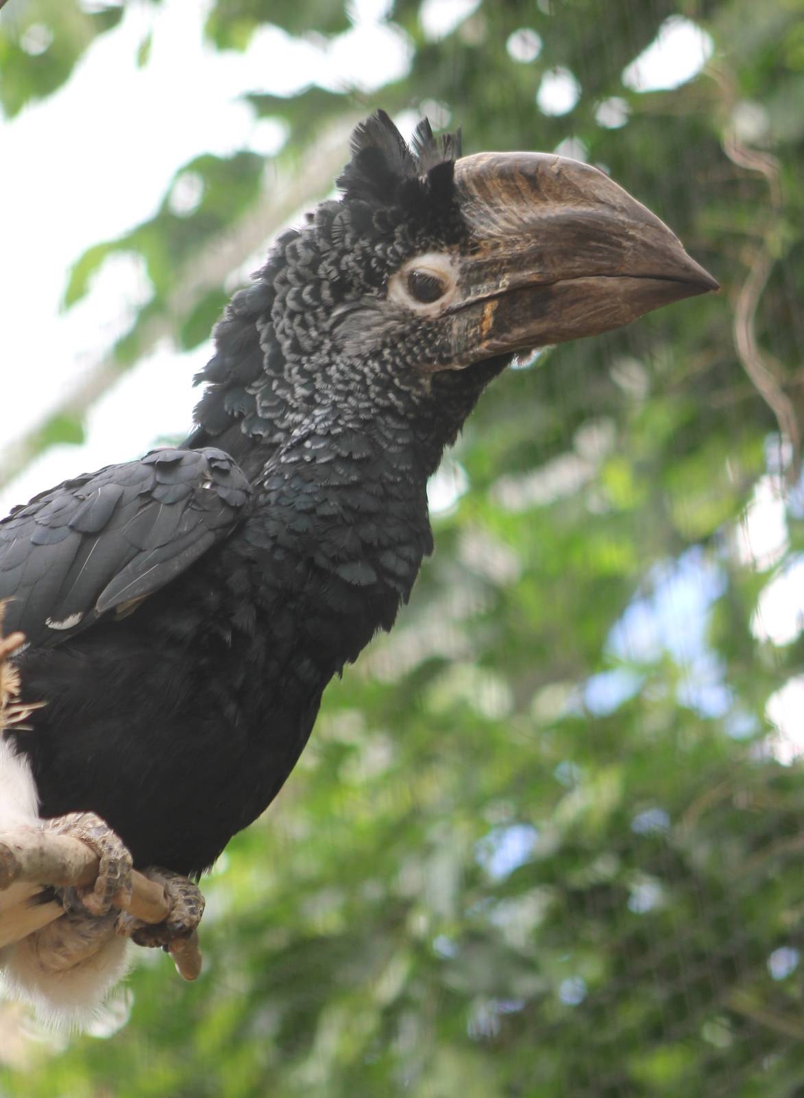 Black and white casqued hornbill