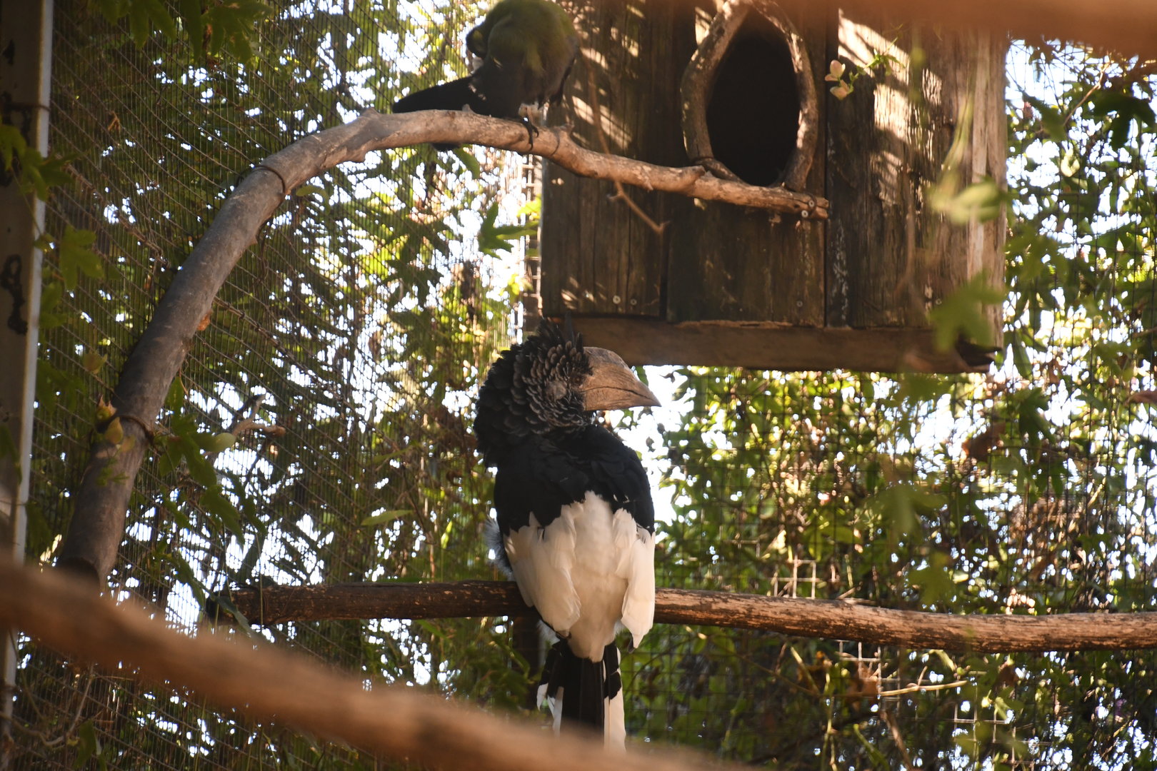 Black-and-white-casqued Hornbill