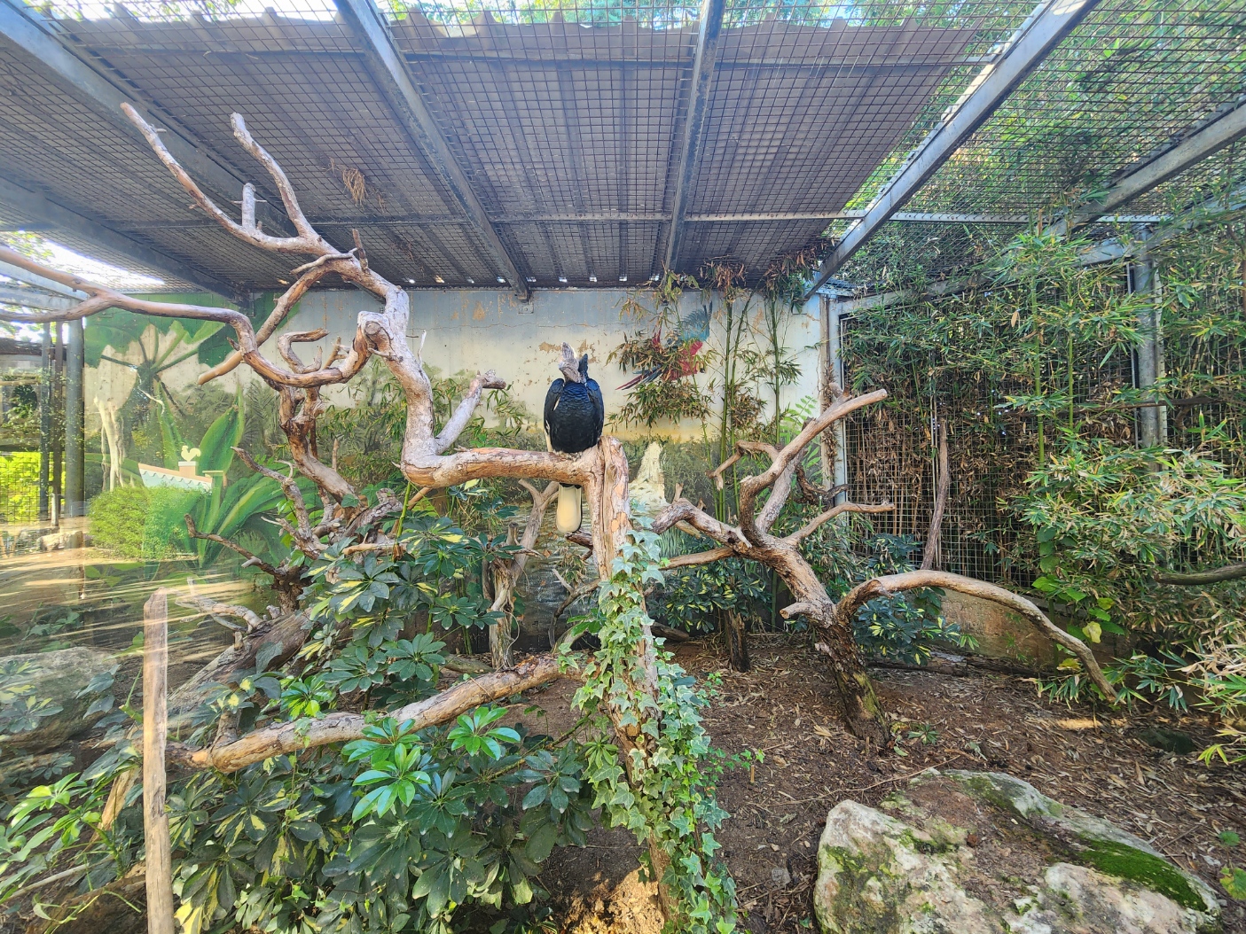 Black and White Casques Hornbill Exhibit #1