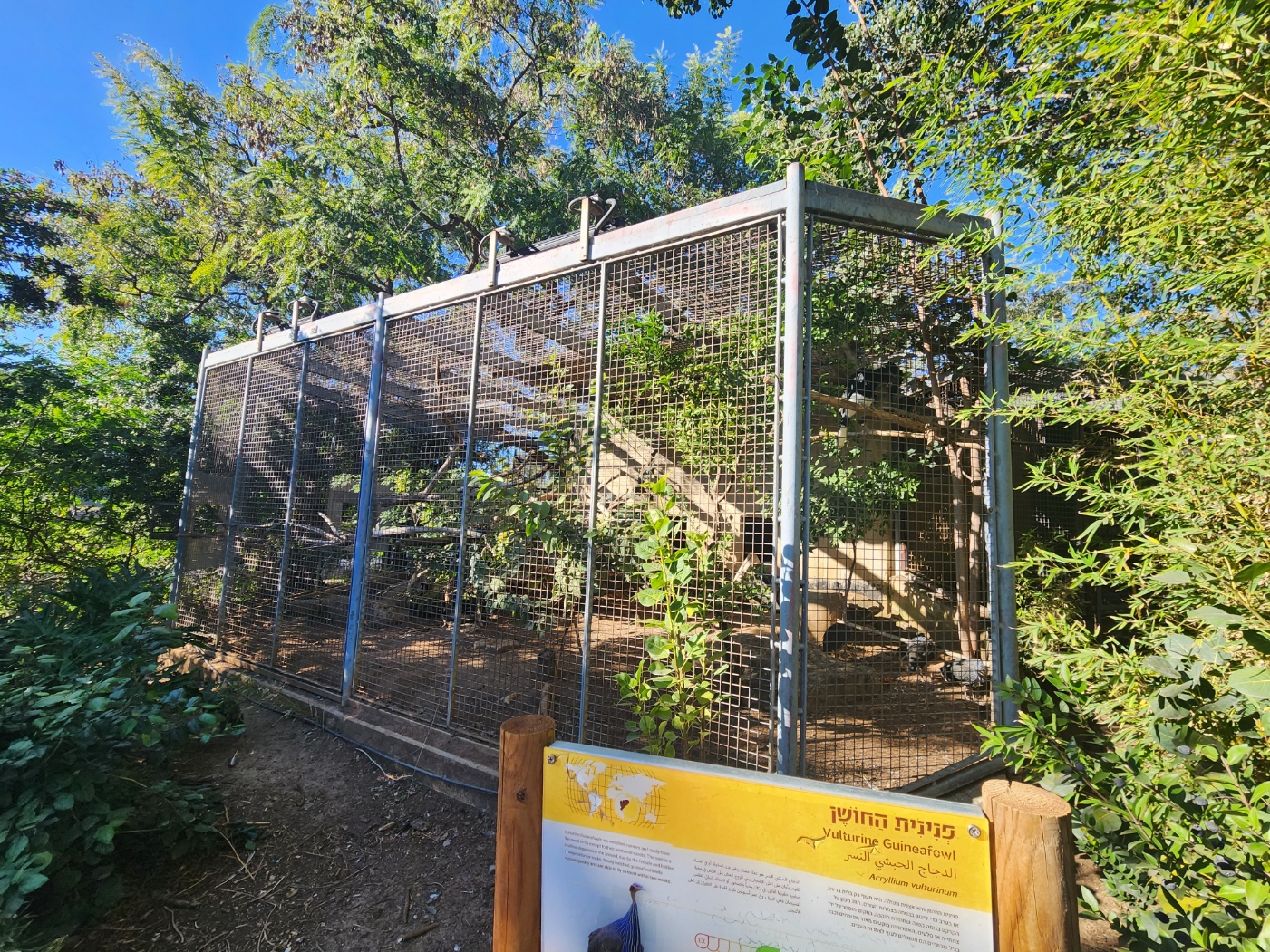 Black and White Casques Hornbill / Guinea Fowl Exhibit #2