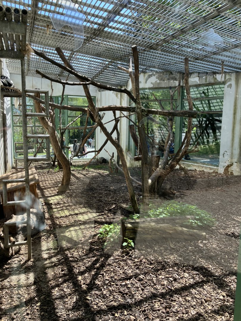 Black-and-white colobous and African brush-tailed porcupine exhibit-09/2033