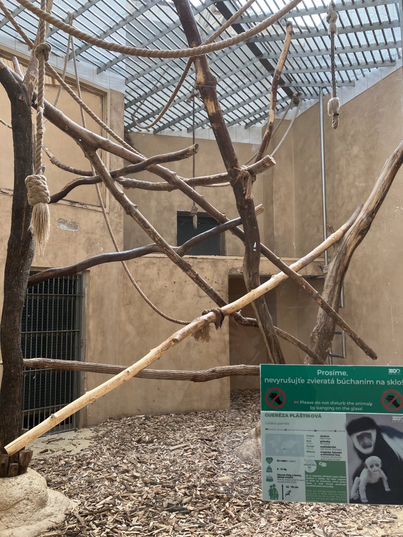 Black-and-white colobous and African brush-tailed porcupine indoors-09/2023