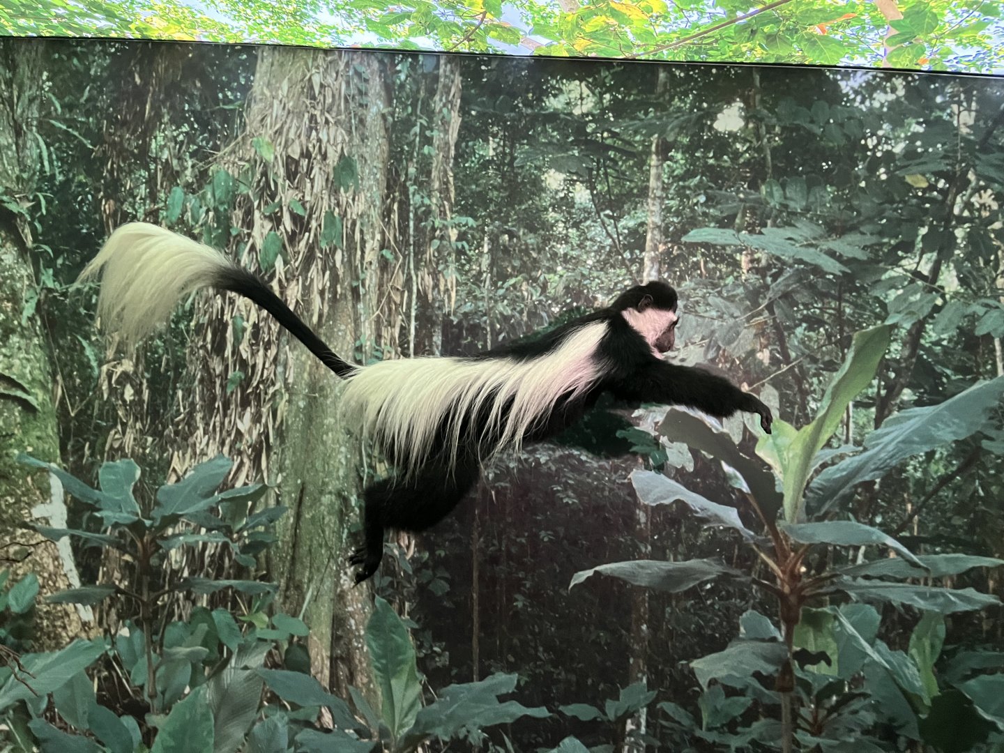 Black and white colobus 1.8.25