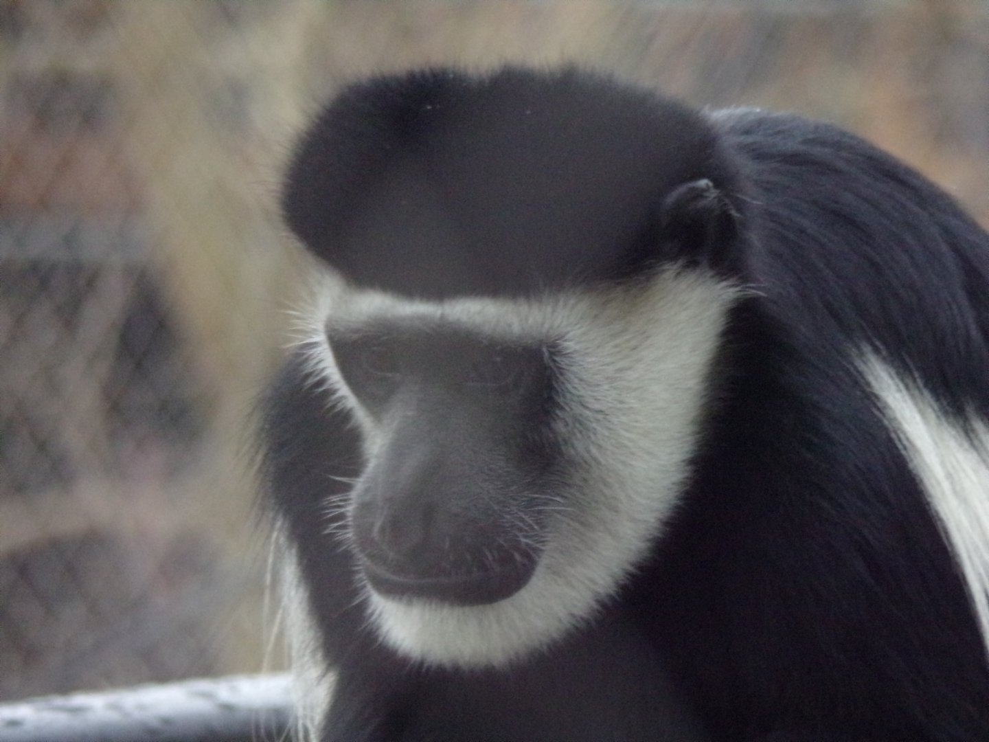Black and white colobus 11.2.25