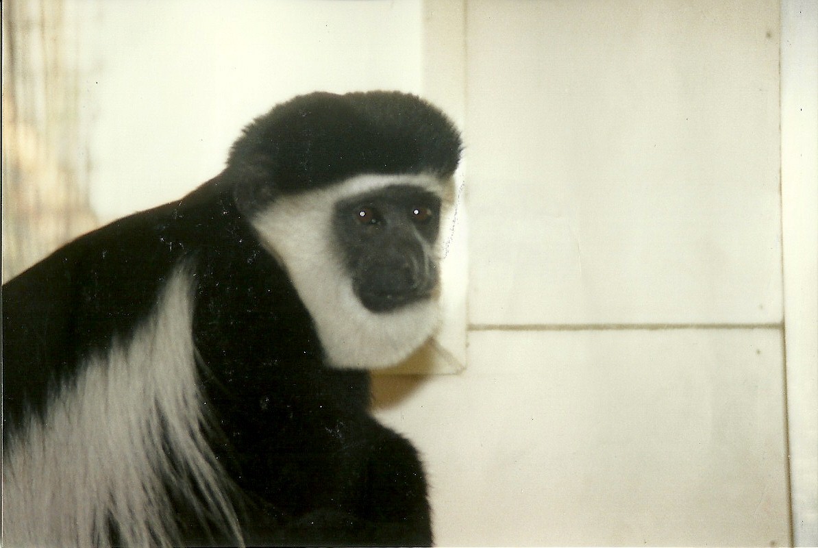 Black and White Colobus 14th February 1996