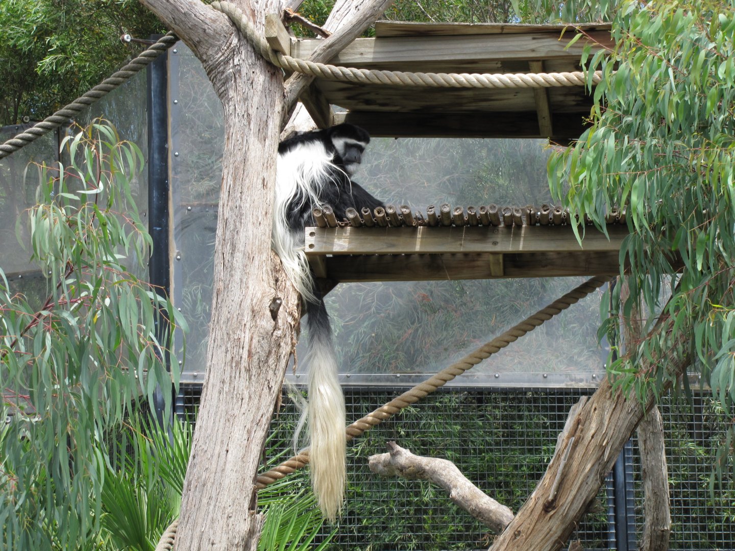 Black-and-white Colobus (2011)