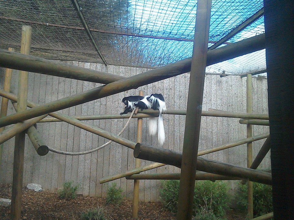 Black and White Colobus - 21/02/15