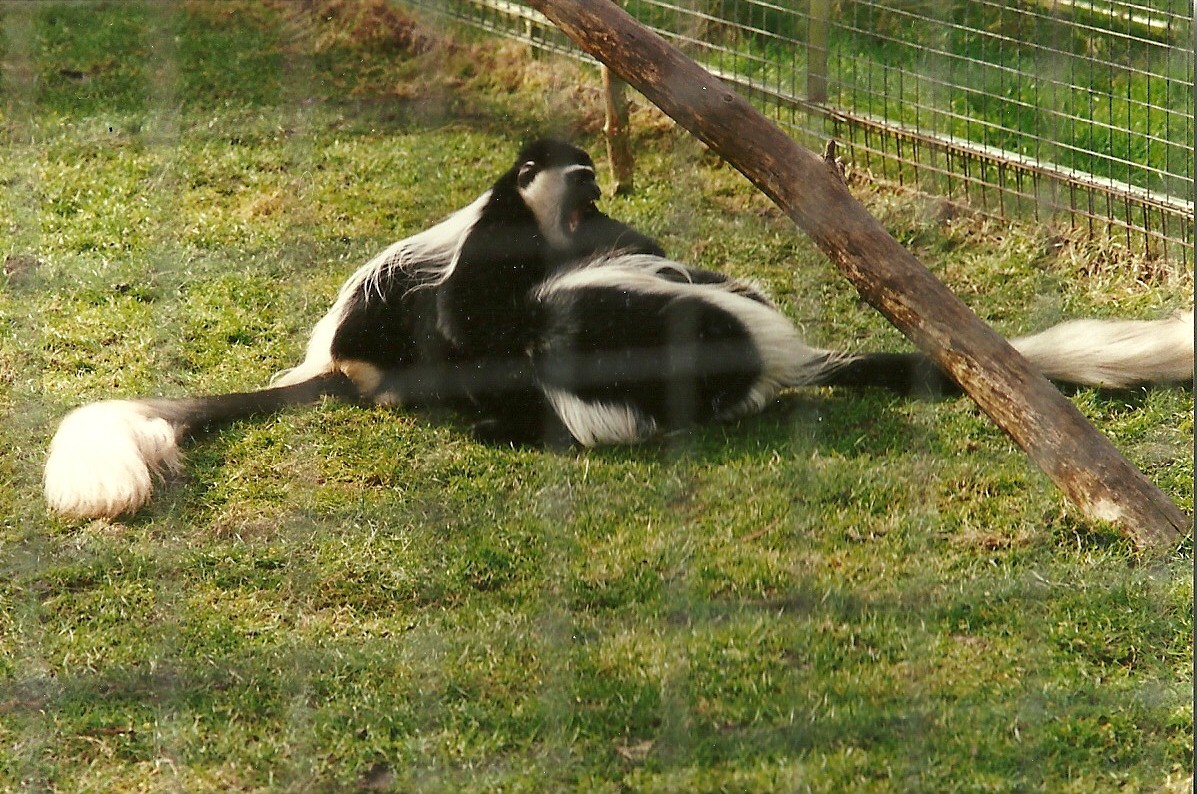 Black and White Colobus 4th March 1995