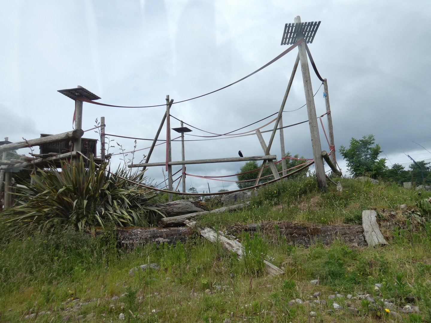 Black-and-white colobus and Meerkat enclosure