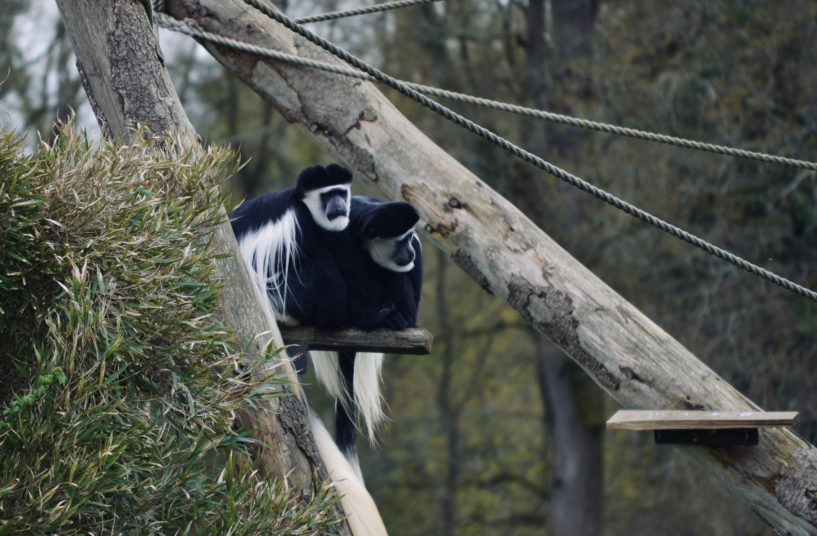 Black and White Colobus - April 2023