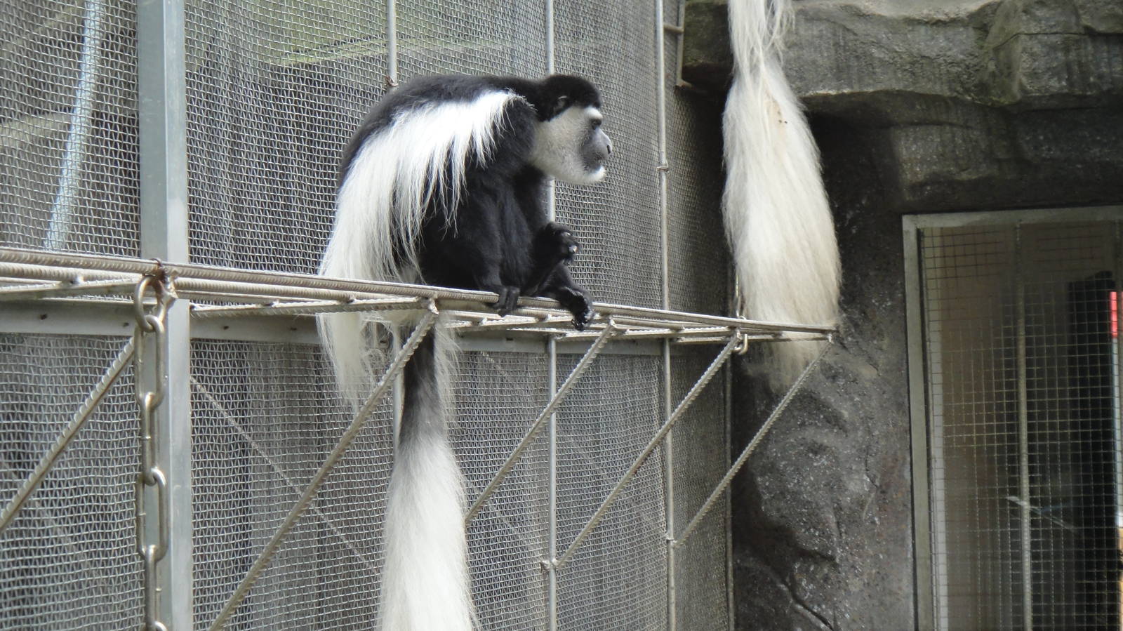 Black-and-white colobus at Nanning zoo 2013-4-27