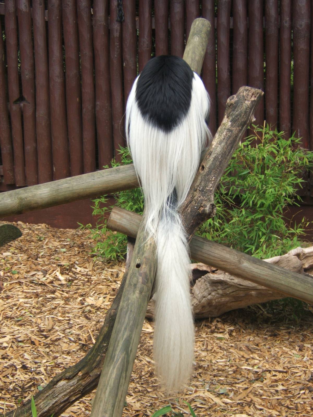 Black and White Colobus (Colobus gueraza caudatus)