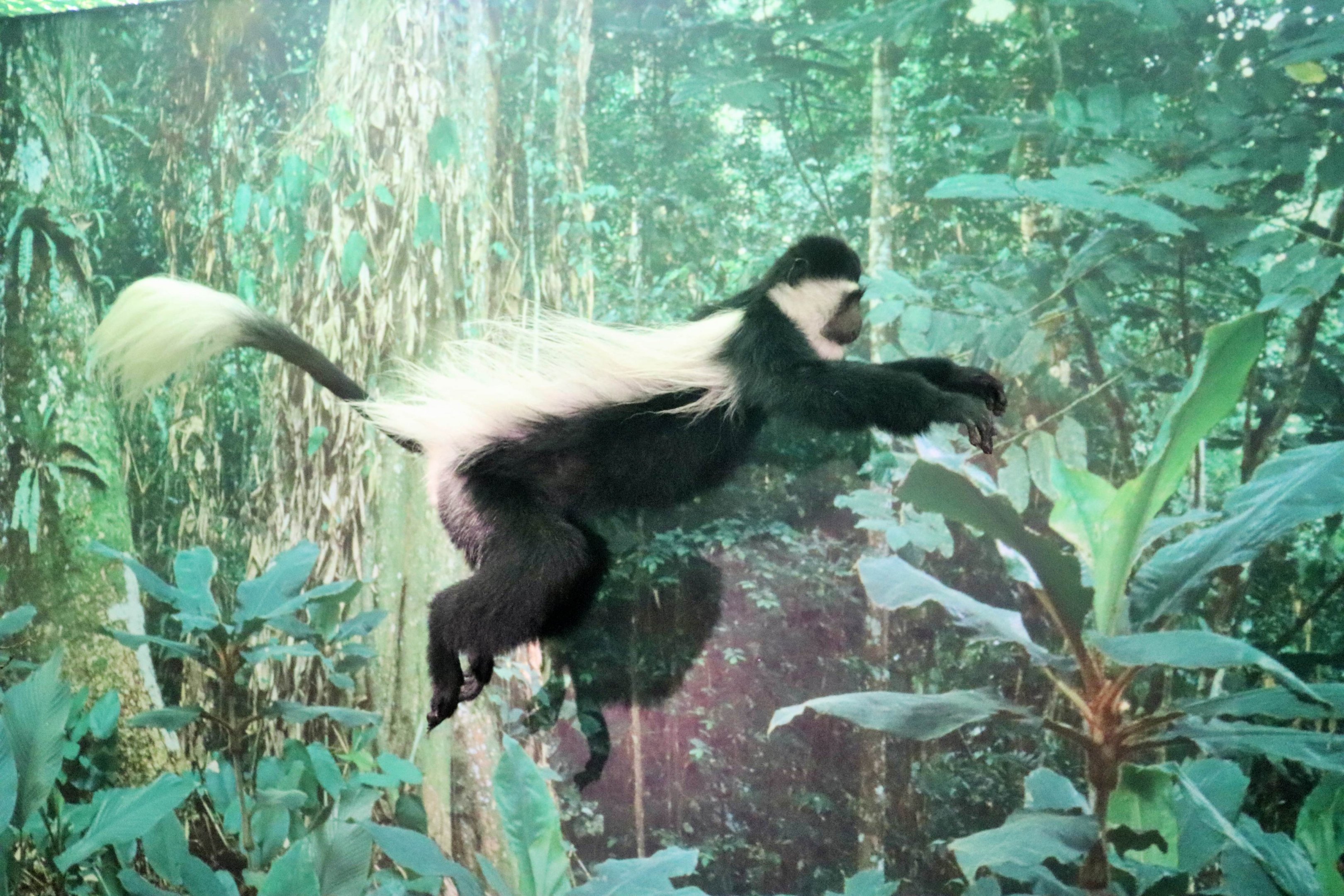 Black and white Colobus (Colobus guereza)