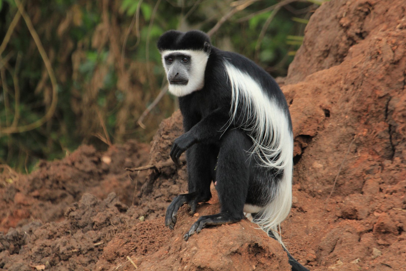 Black-and-white colobus (December 2019)