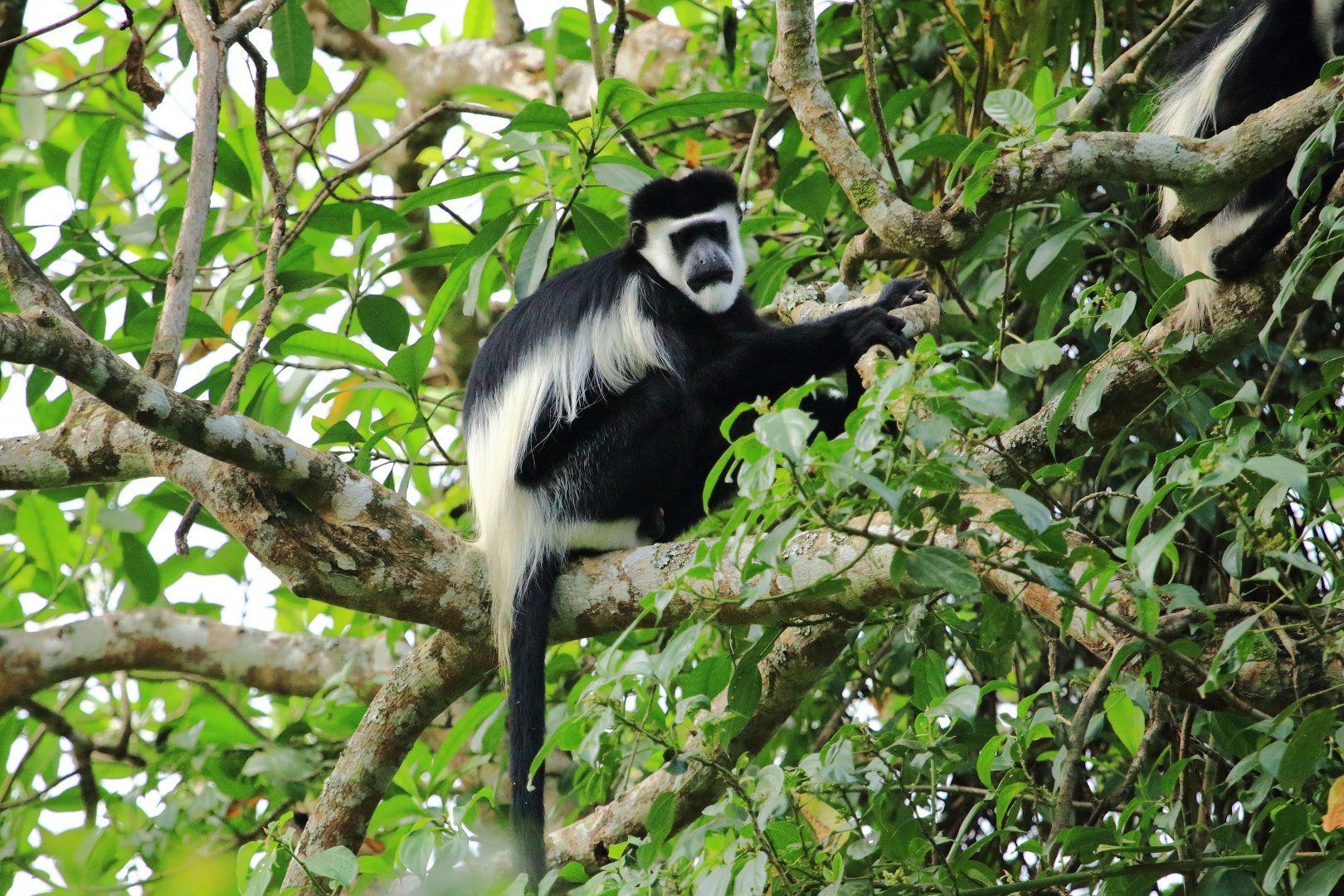 Black-and-white colobus (December 2019)