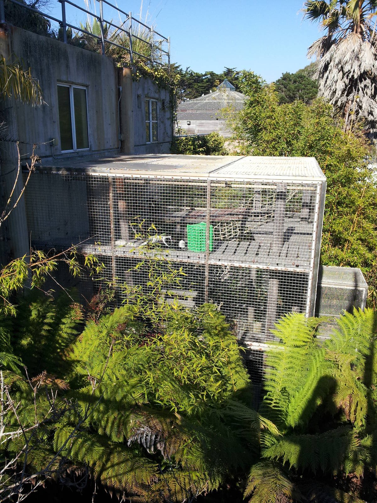 (Black and White?) Colobus Enclosure
