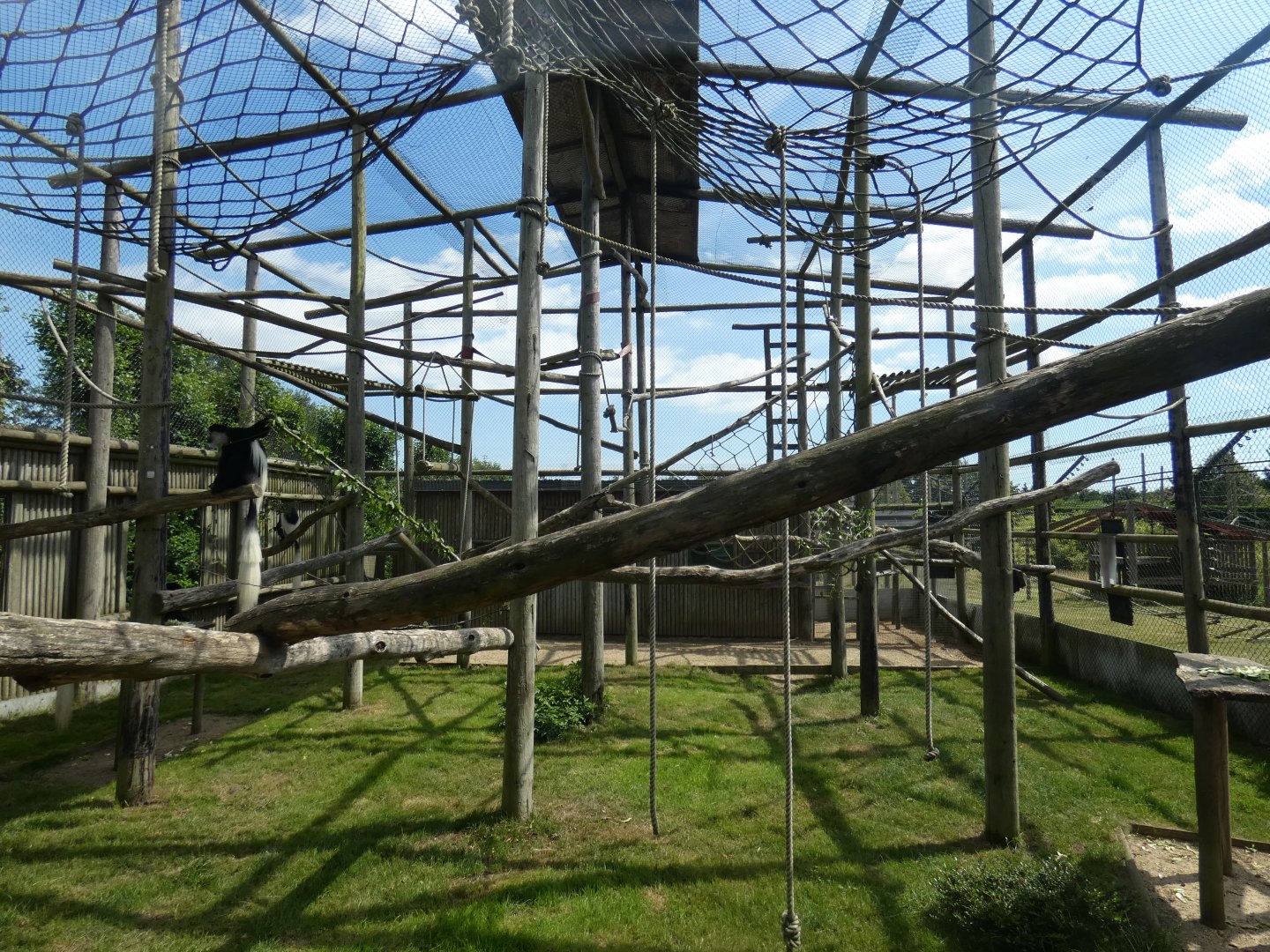 Black-and-white Colobus enclosure