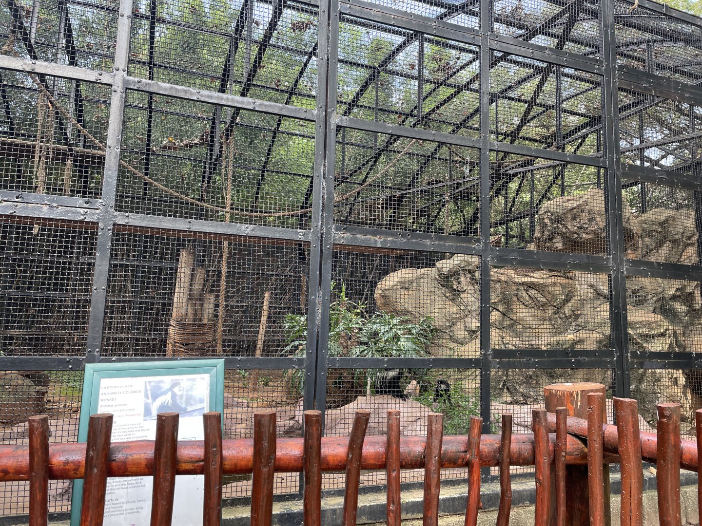Black-and-White Colobus Exhibit