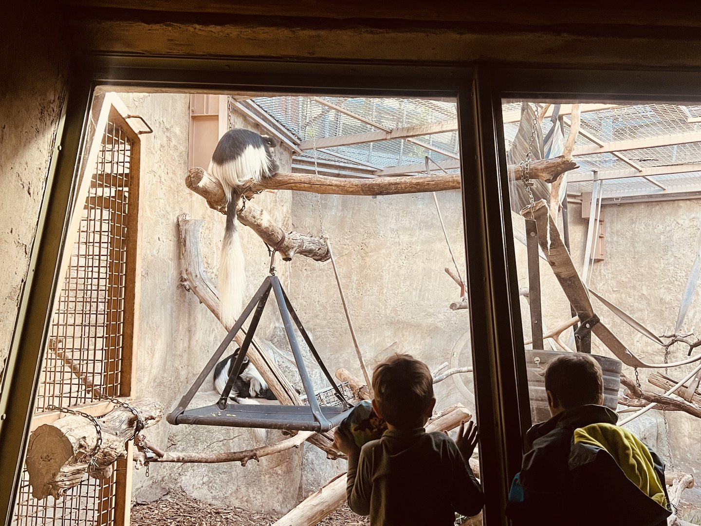 Black and White Colobus Exhibit