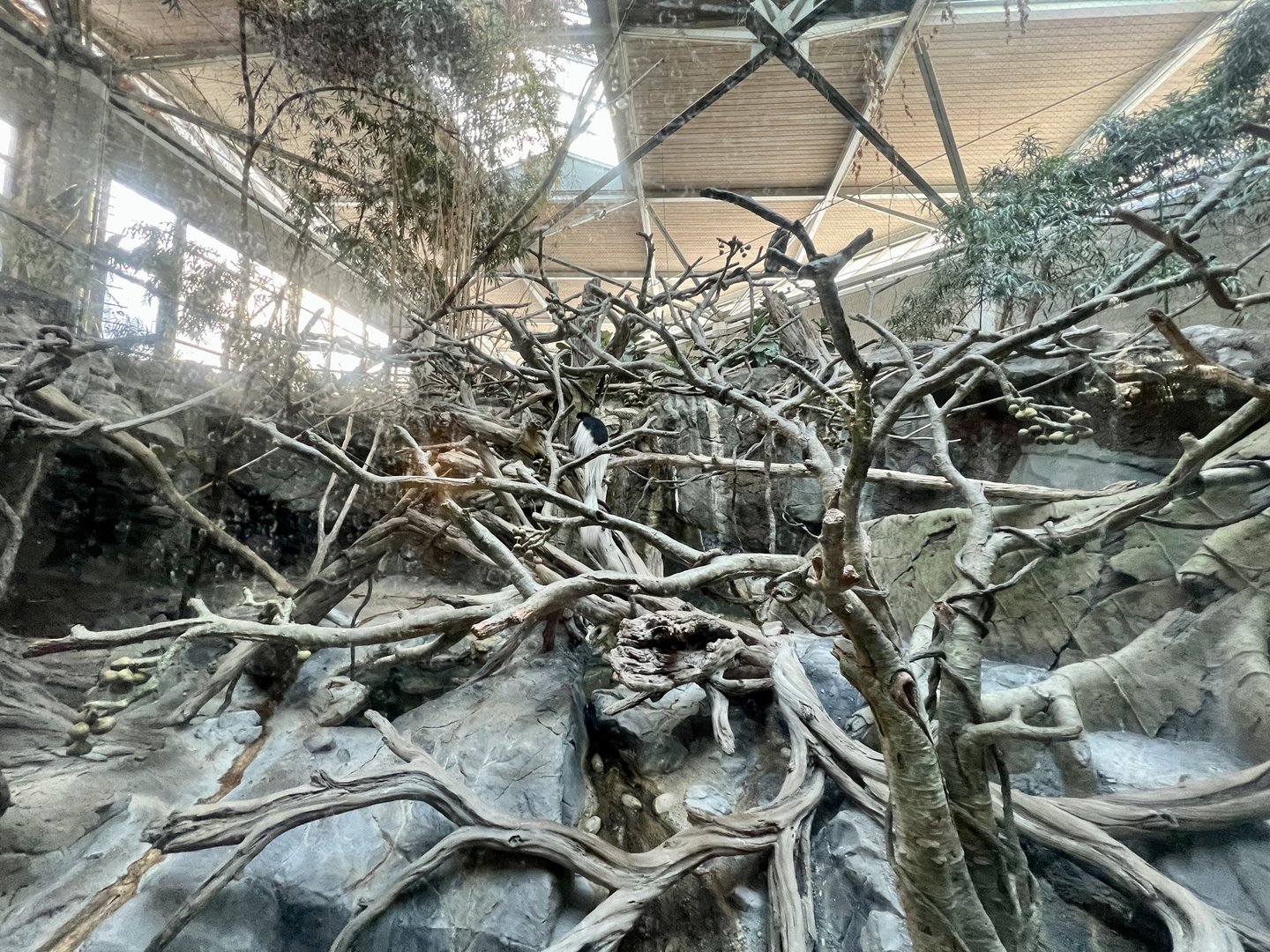 Black and White Colobus Exhibit
