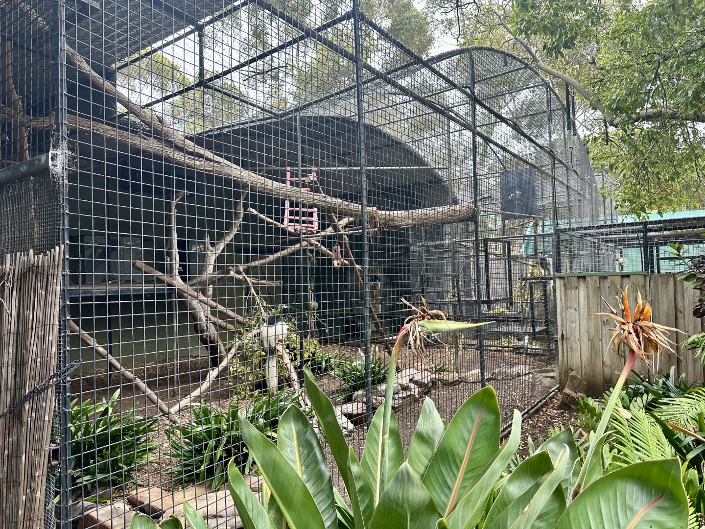 Black and White Colobus Exhibit