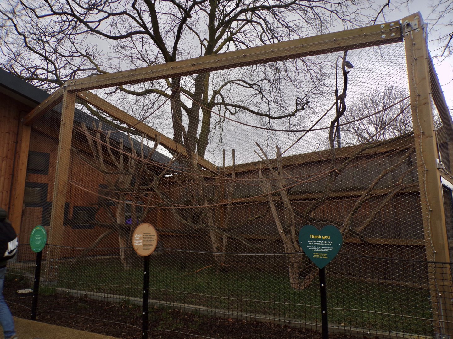 Black and white colobus holding cage  11.2.25