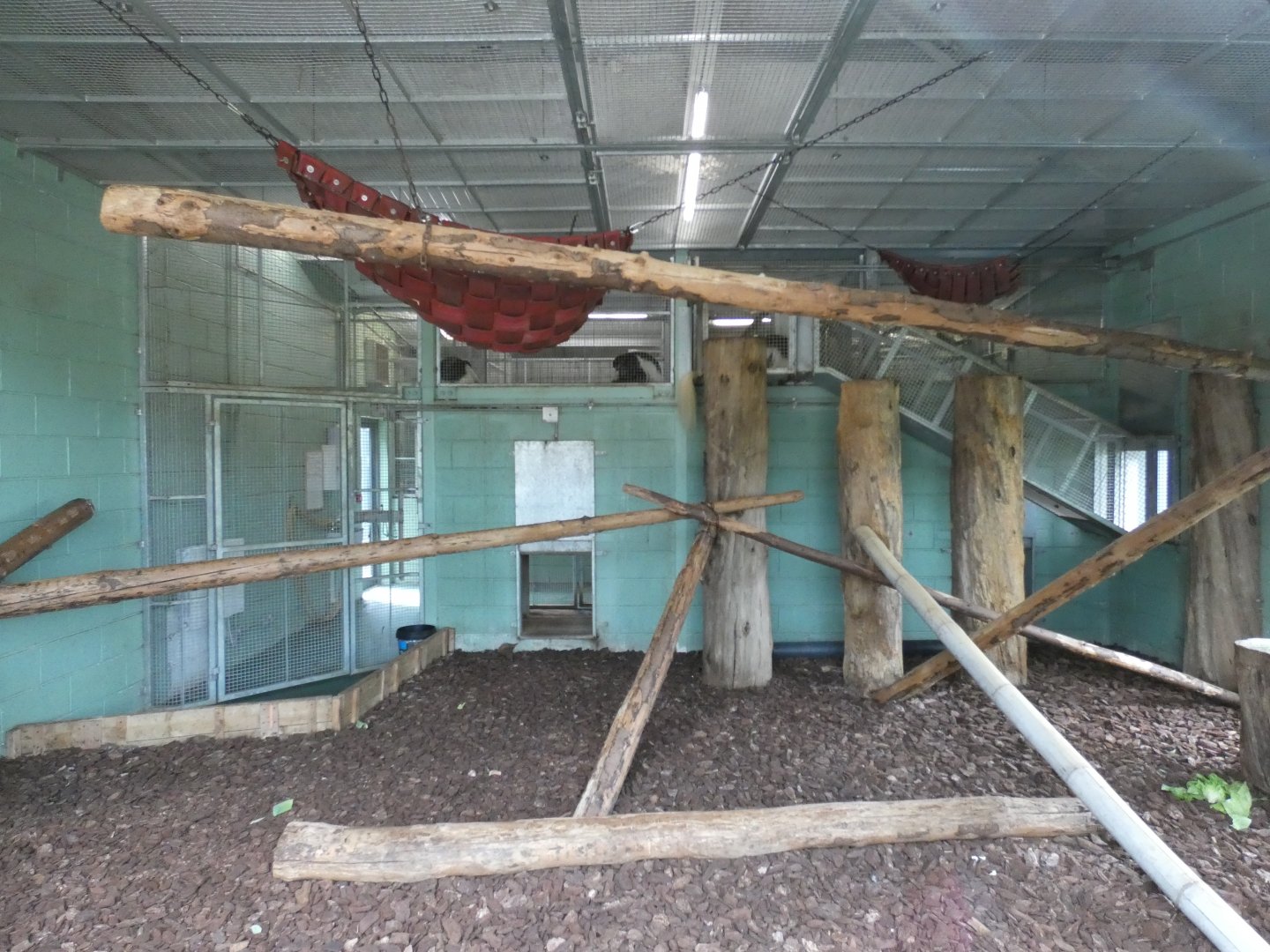 Black-and-white colobus indoor enclosure