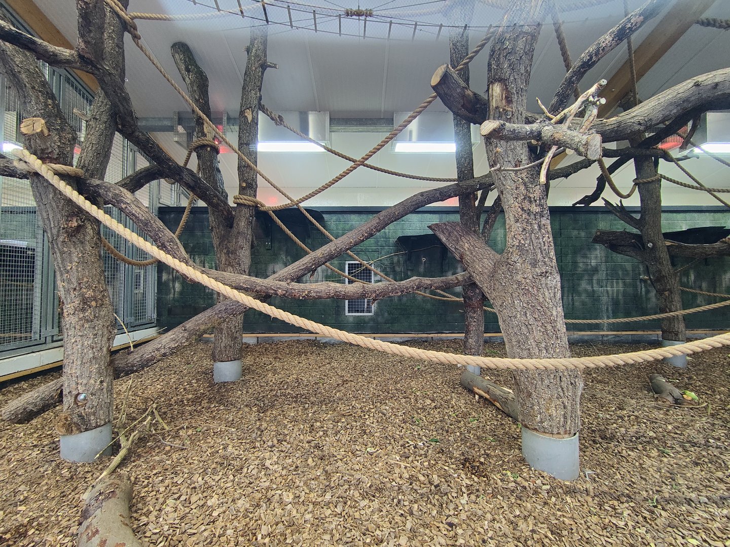 Black-and-white colobus indoor enclosure