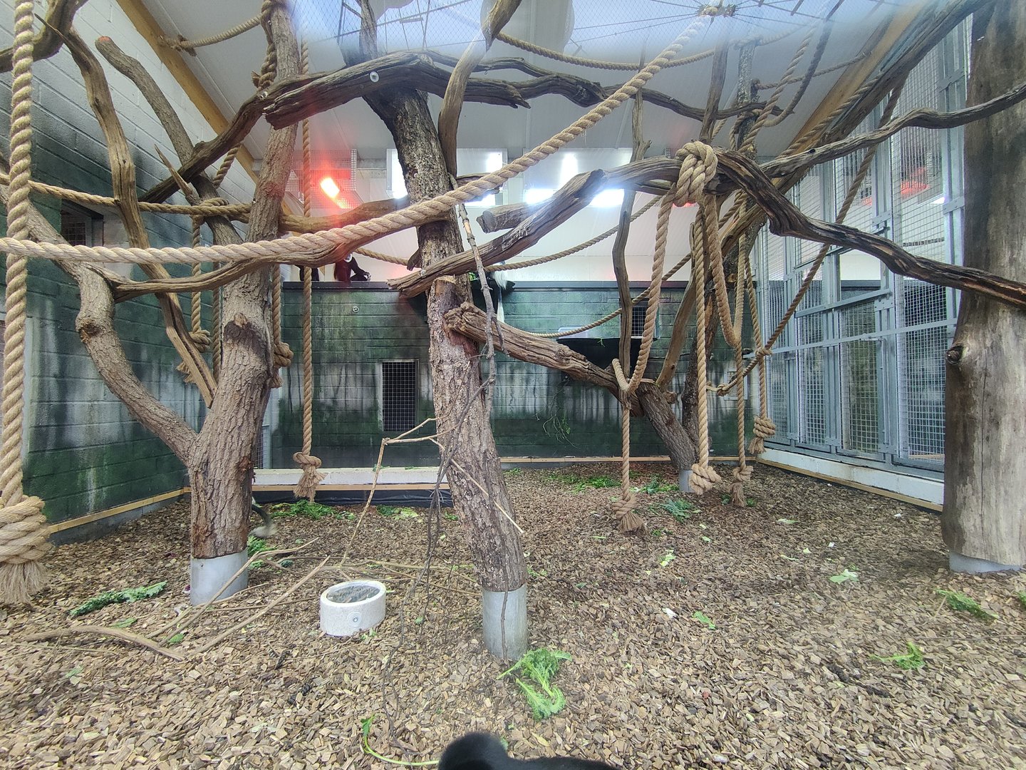Black-and-white colobus indoor enclosure