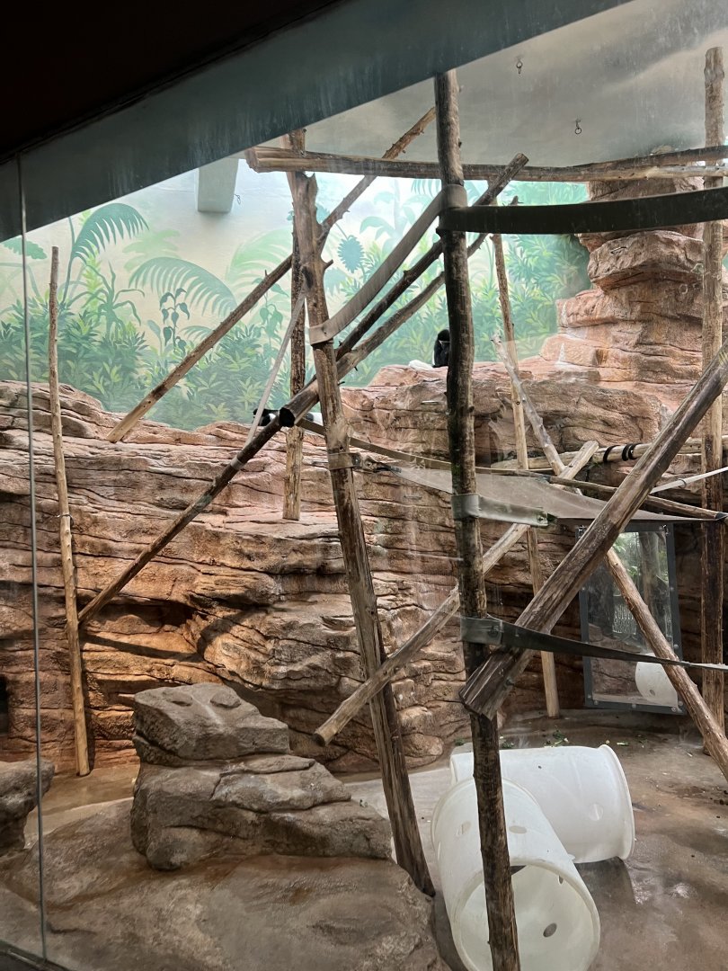 Black-and-White Colobus Indoor Exhibit