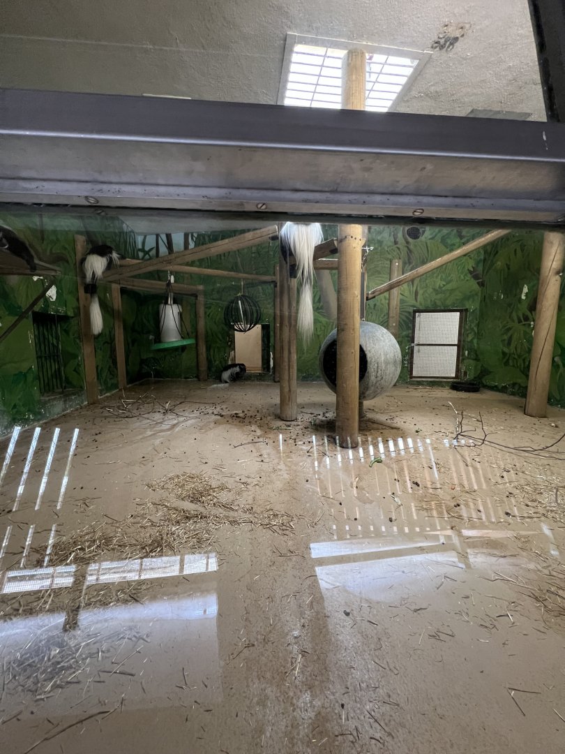 Black-and-White Colobus Indoor Exhibit