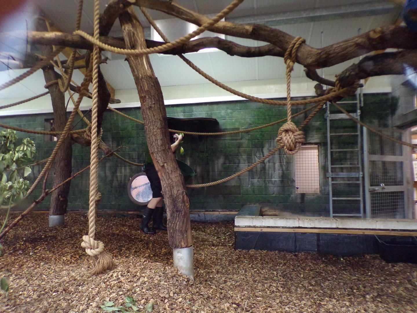 Black and white colobus indoors 11.2.25