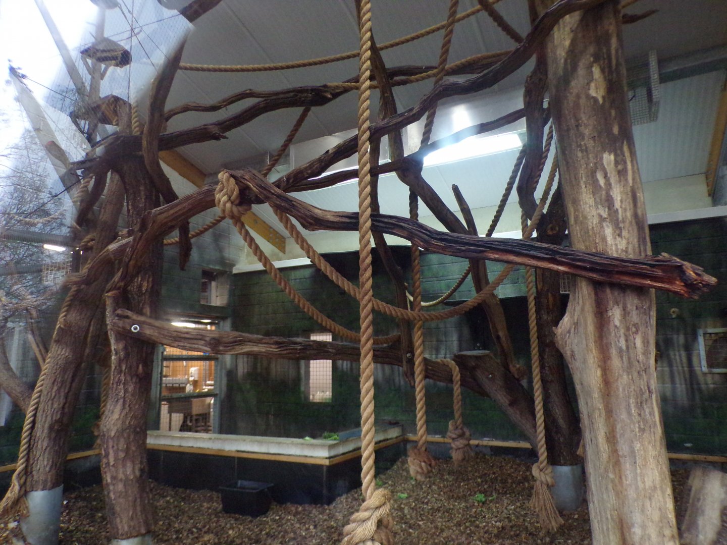 Black and white colobus indoors 11.2.25