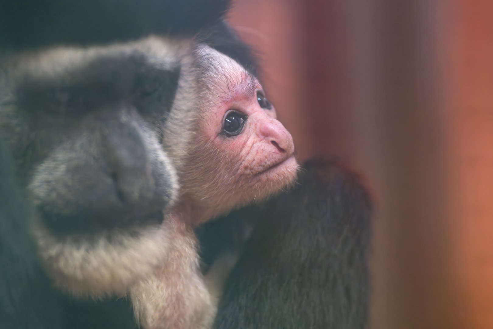 Black and White Colobus infant, CWP, UK