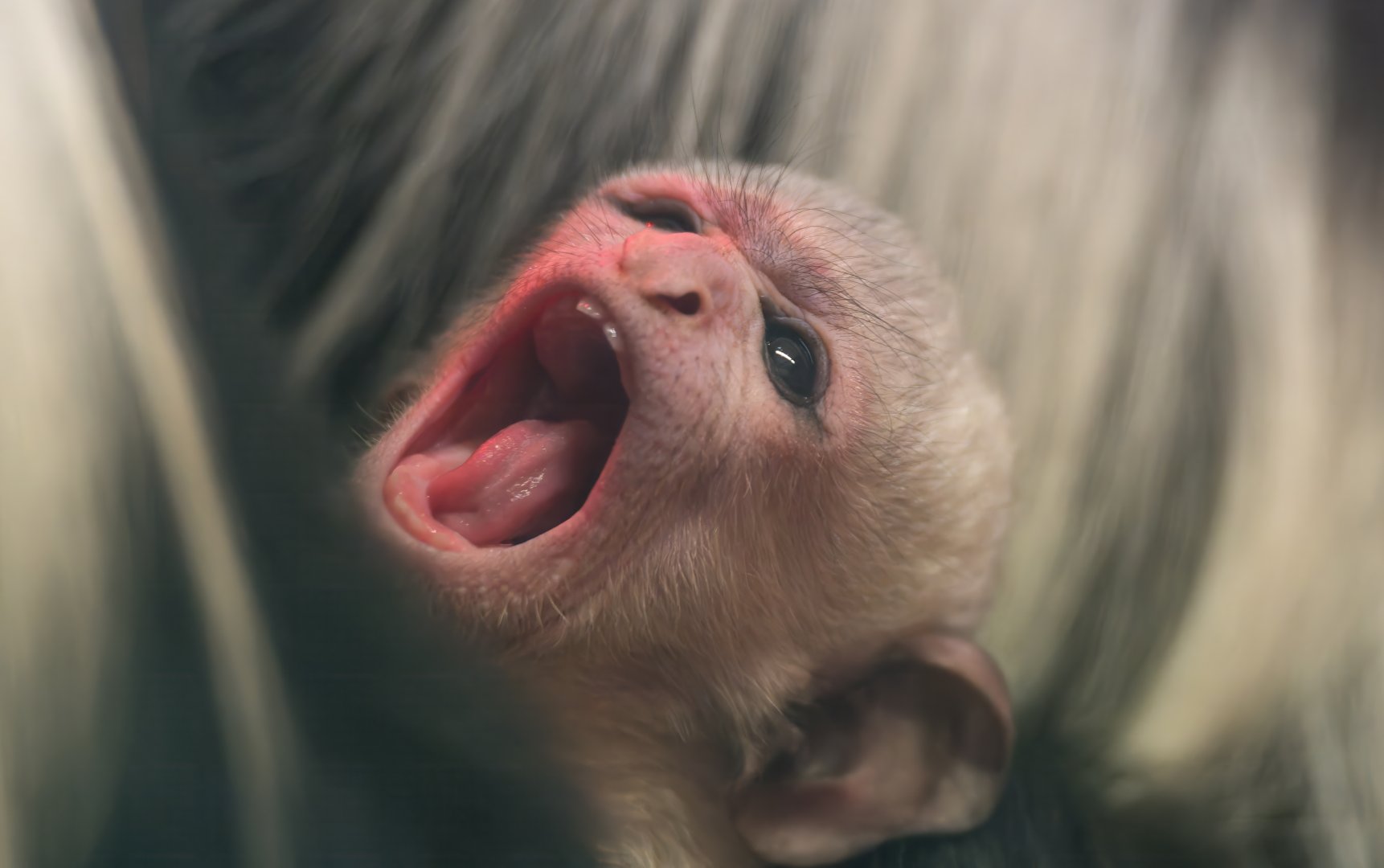 Black and White Colobus infant, CWP, UK