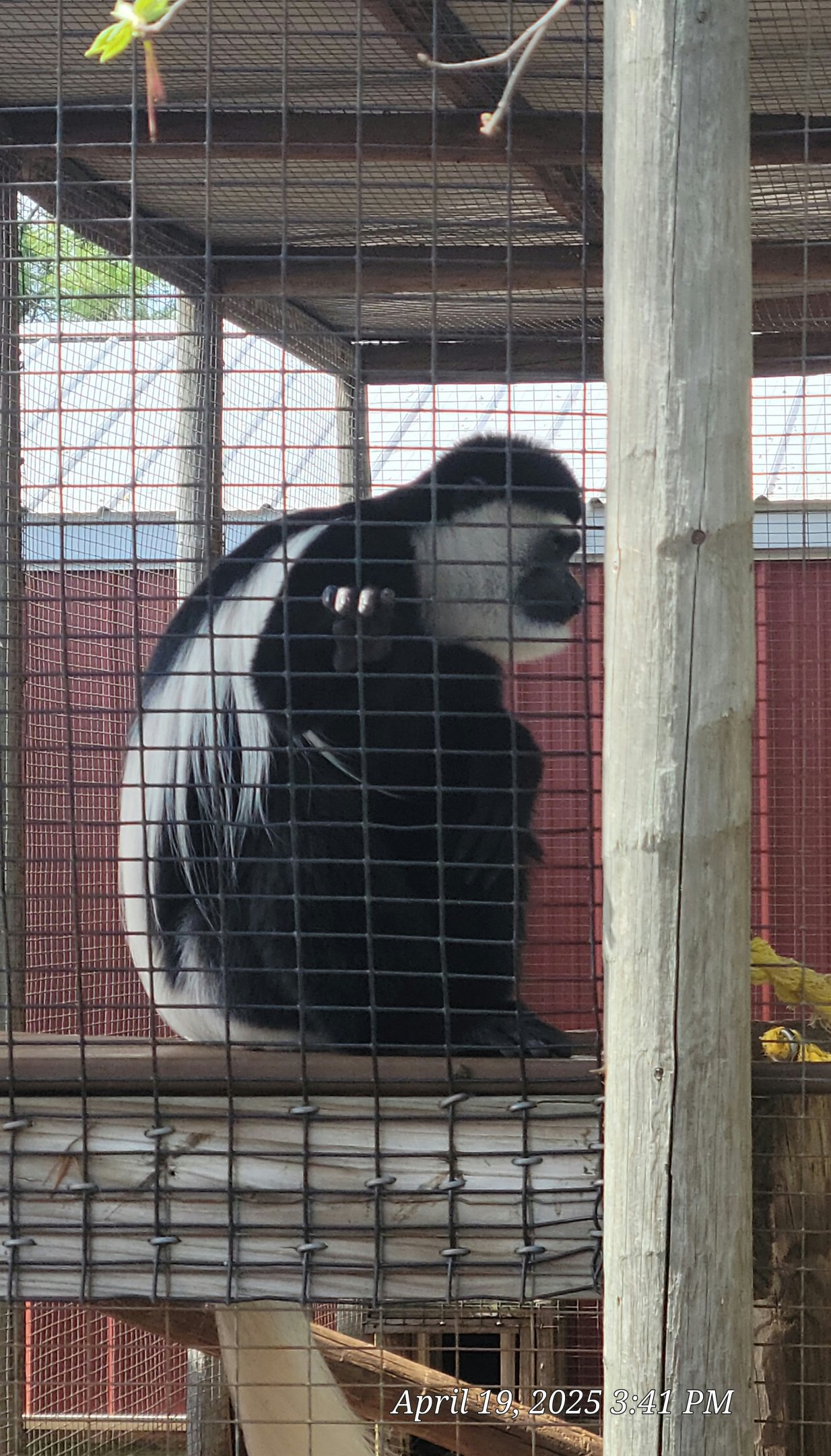 Black And White Colobus Monkey-Bright's Zoo-April 2025