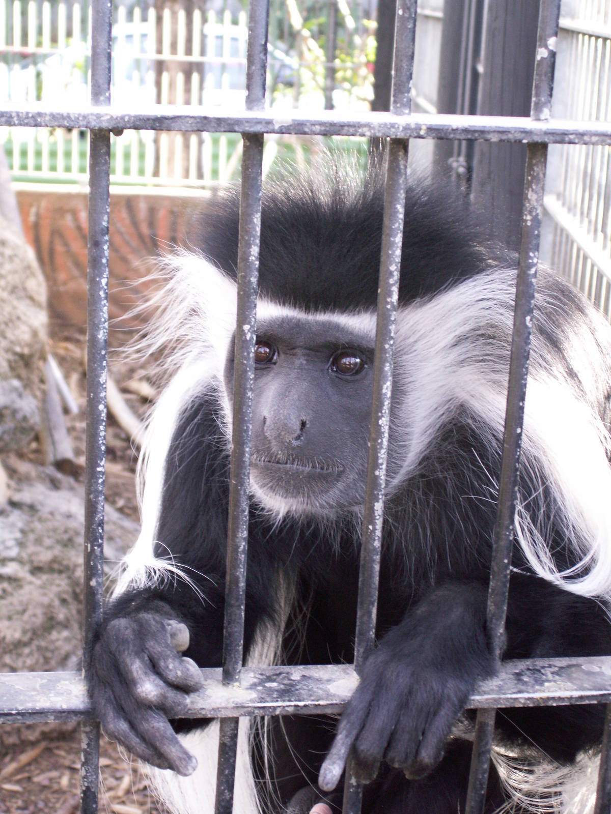 black and white colobus monkey cage