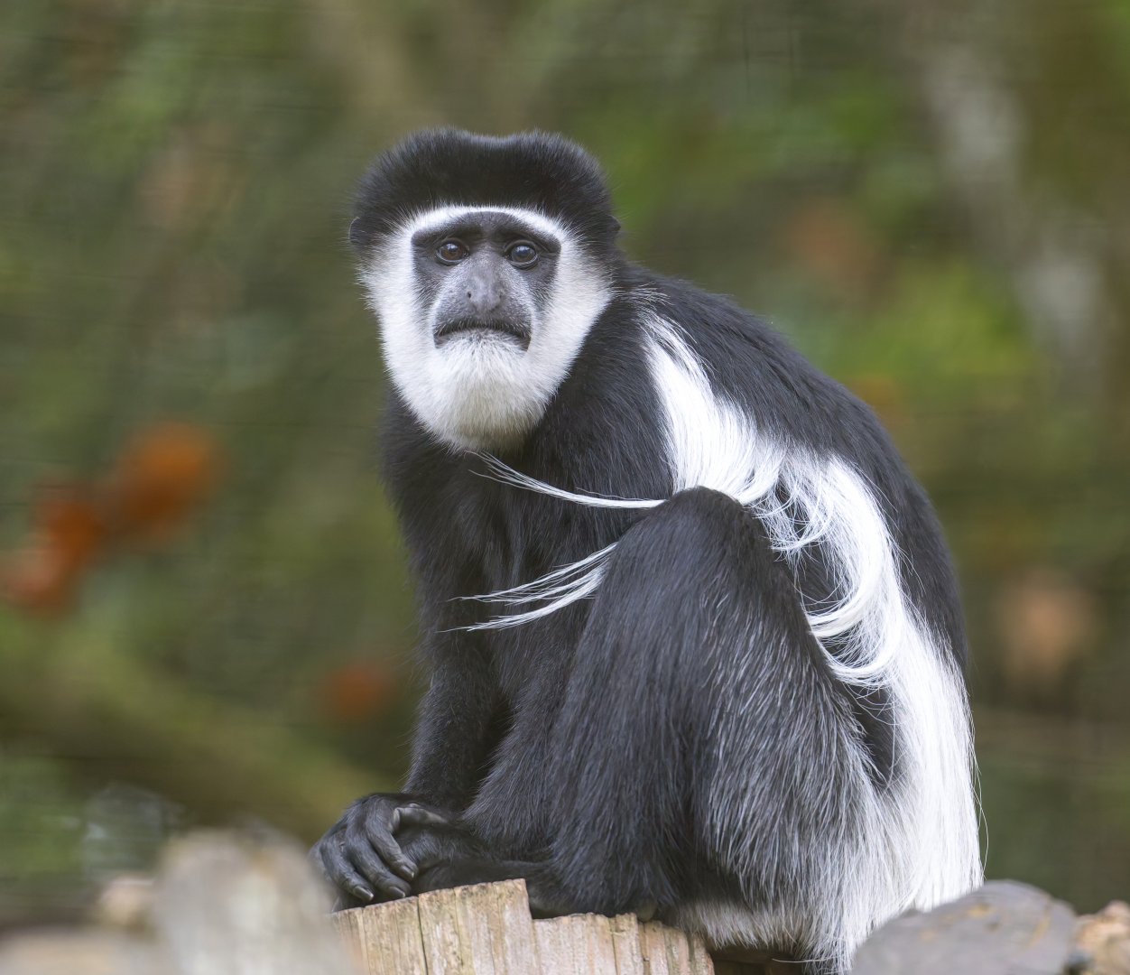 Black and White Colobus monkey, CWP, UK