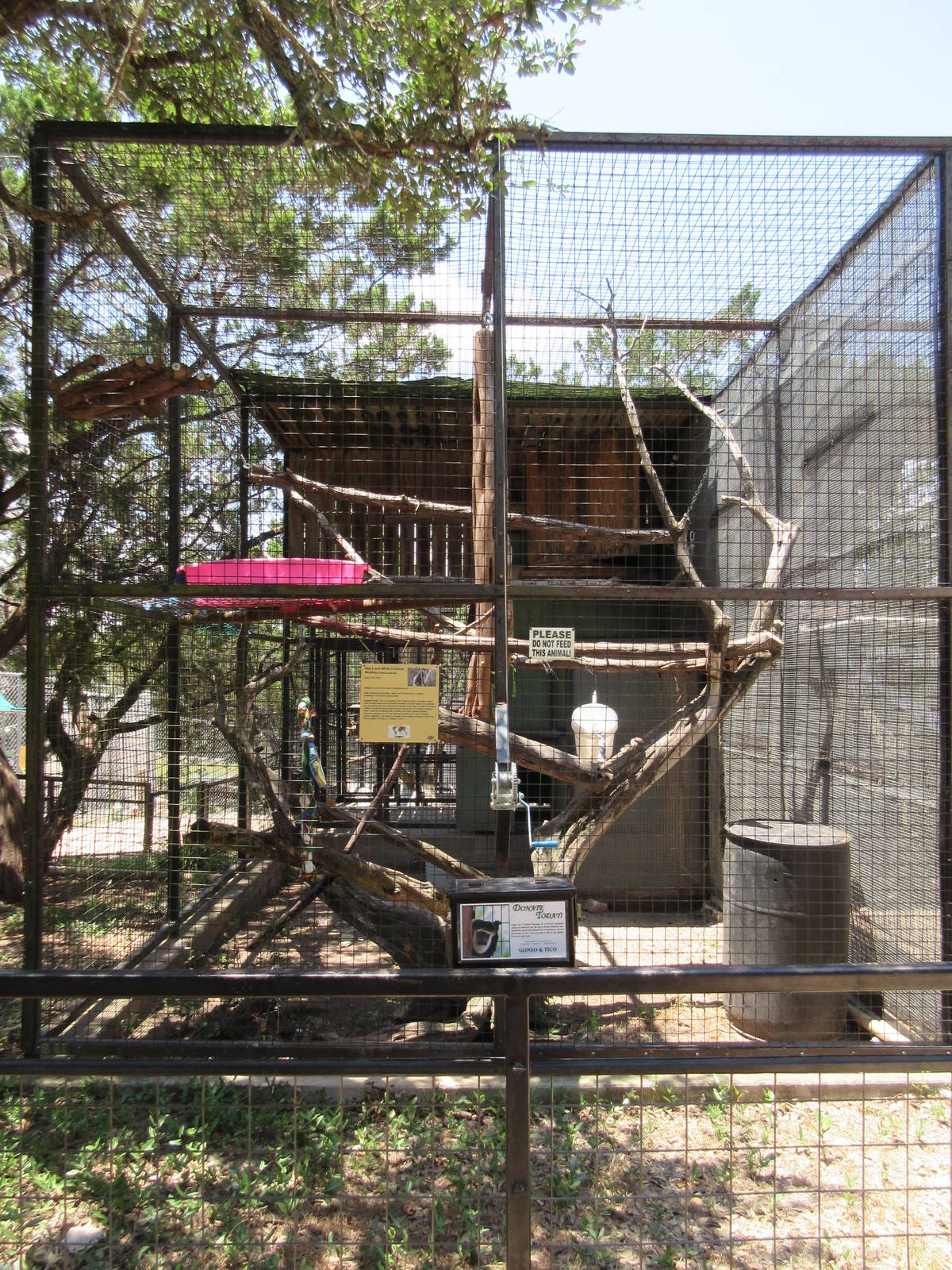 Black-and-White Colobus Monkey Exhibit #2